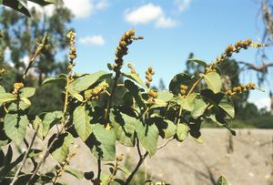 Croton ruizianus.jpg