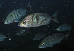 Haemulon maculiacuda.jpg