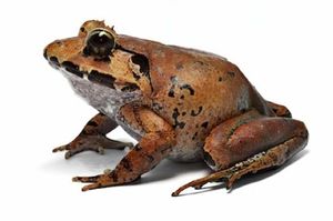 Limnonectes malesianus.jpg