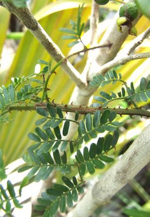 Mimosa apleura.JPG