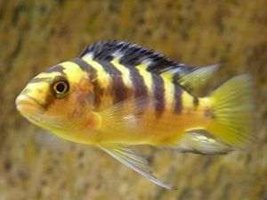 Pseudotropheus cabro. Macho..JPG