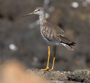 Tringa melanoleuca.jpg