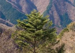 Abies homolepis 1.jpg