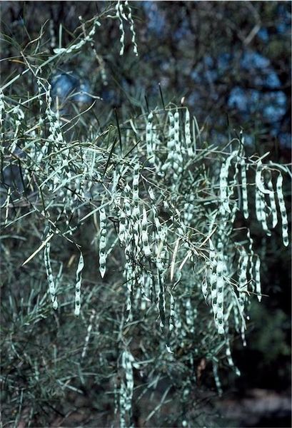 Archivo:Acacia iteaphylla 5.jpg