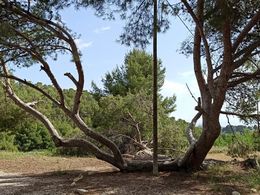 Algarrobo durayo.jpg