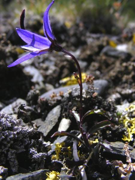 Archivo:Campanula aurita flor.jpg