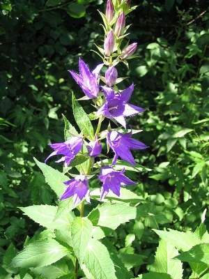 Campanula latifolia.jpg