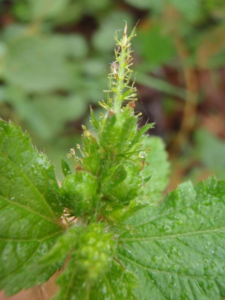 Archivo:Croton hirtus 4.jpg