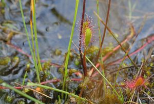 Drosera regia.jpg