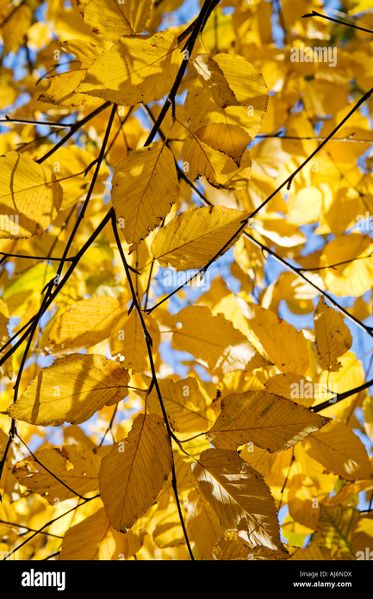 Archivo:Hojasbetula.jpg
