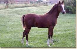 Welara poni.jpg