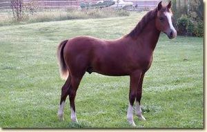 Welara poni.jpg