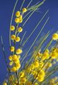 Acacia longispinea 2.jpg