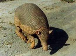 Armadillo Gigante.jpg