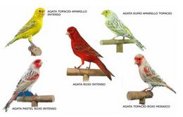 Canario ágata.jpg