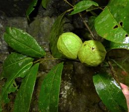Croton pachypodus.jpg