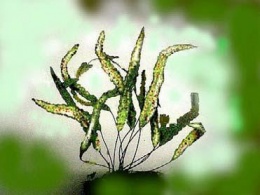 Enterosora ecostata.JPG