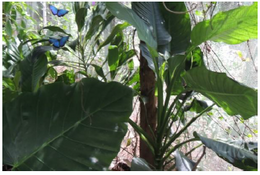 Mariposario Nahuizalco .png