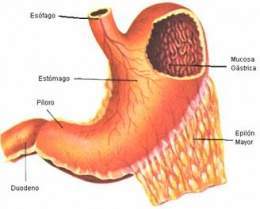 Mucosa gastrica.jpg
