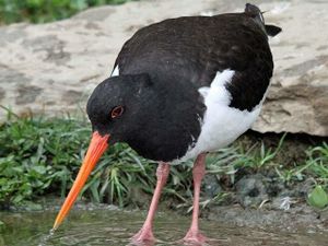 Ostrero comun.jpg
