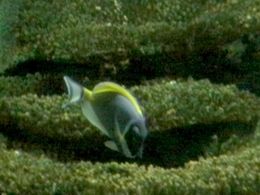Pez cirujano de pecho blanco.jpg