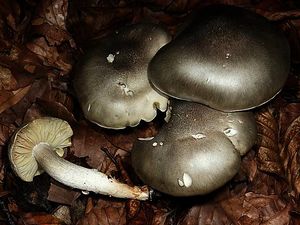 Tricholoma saponaceum.jpg