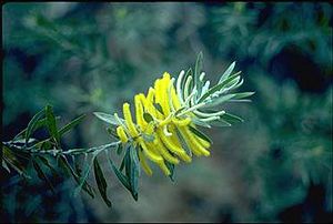 Acacia conspersa.jpg