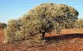 Acacia georginae 3.jpg