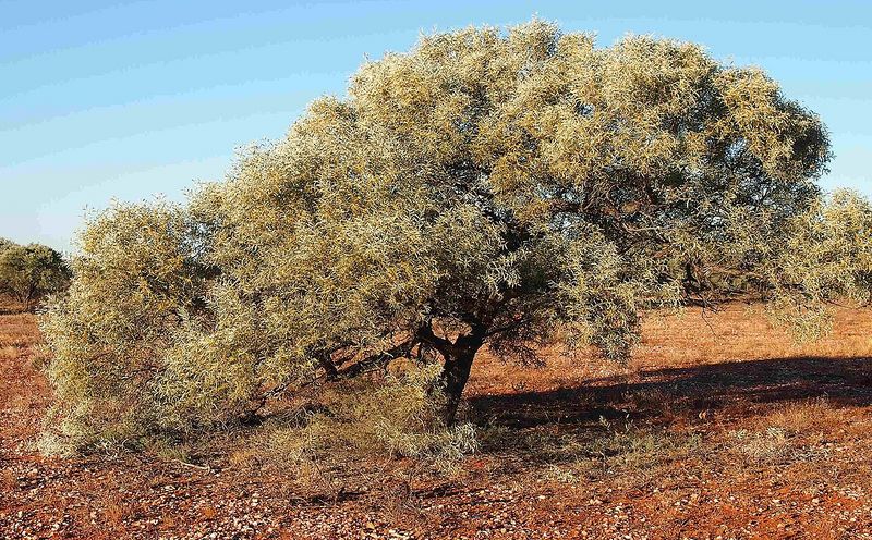 Archivo:Acacia georginae 3.jpg