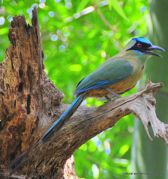 Archivo:Baryphthengus ruficapillus.jpeg