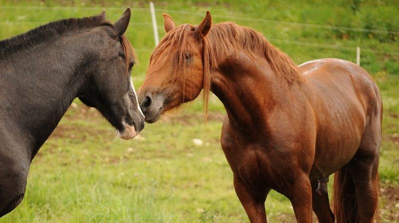 Archivo:Caballos de raza Lusitanos.jpg