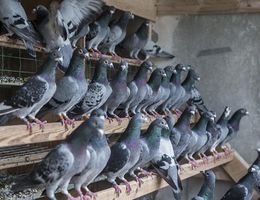 Columba livia domestica.jpg