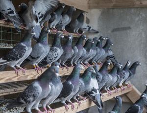 Columba livia domestica.jpg