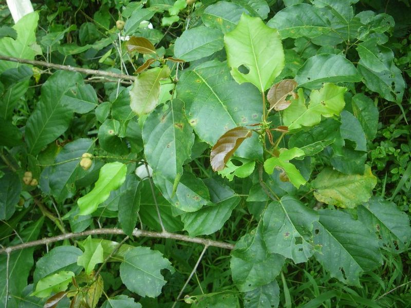 Archivo:Croton brieyi 1.jpg
