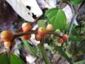 Miniatura de la versión del 11:52 7 jul 2021
