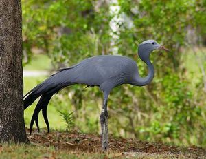 Grulla azul.jpg
