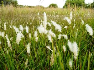 Imperata cylindrica.jpg
