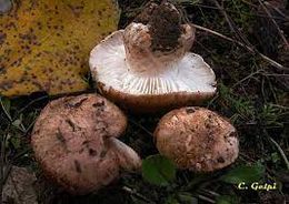 Tricholoma populinum.jpg