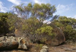 Acacia cowaniana.jpg