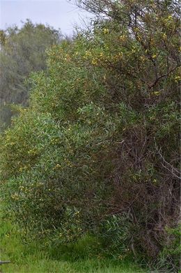 Acacia dodonaeifolia.jpg