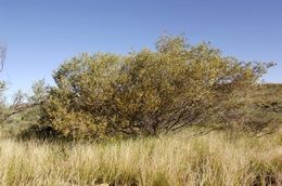 Acacia kempeana.jpg