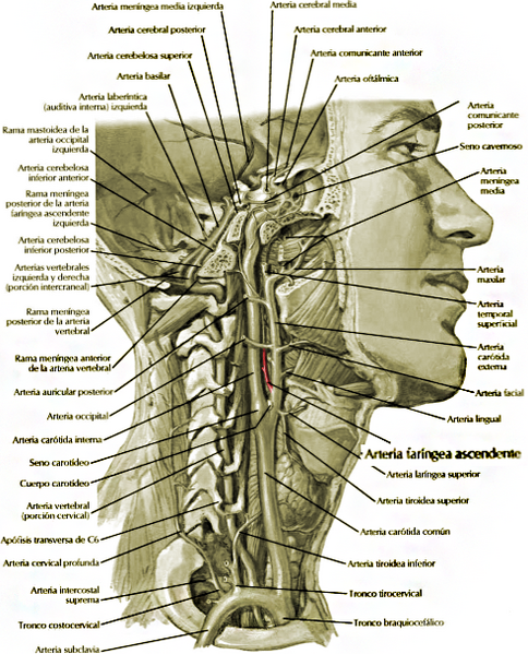 Archivo:Arteria faringea ascendente.png