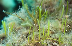 Caulerpa taxifolia.jpg