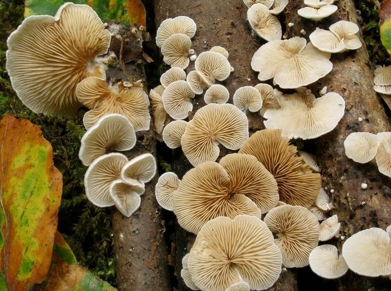 Archivo:Crepidotus caspari.jpg