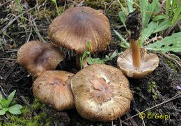 Inocybe queletii.jpg