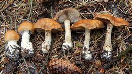 Multiformis.jpg