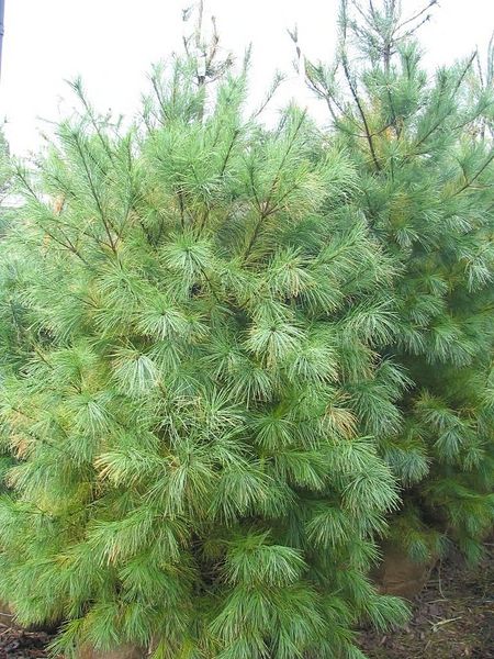 Archivo:Pinus strobus joven.jpg