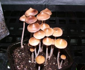 Pzapotecorum12.jpg