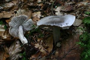Tricholoma sciodes.jpg