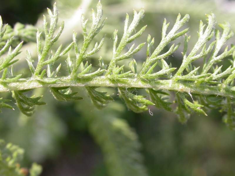 Archivo:Achillea millefolium hojas.jpg